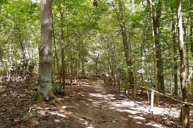 Grunewald Jogging 
